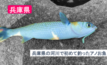【ボラってルアーで釣れるのか…】ワームで釣りしてたら兵庫県の河川で初めて釣れた…
