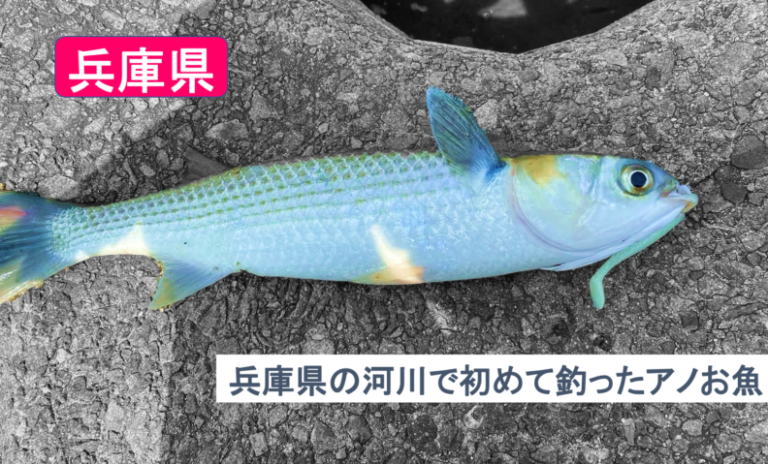 兵庫県の河川で初めて釣ったアノお魚