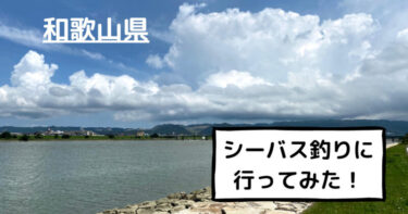シーバス釣りに和歌山県紀の川河口まで！良型が上がりました！