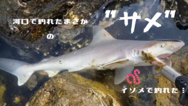和歌山県紀の川河口でサメが釣れた話。まさかのエサで釣れました…
