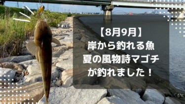 【8月9月に岸から釣れるマゴチ！】夏の風物詩を紀の川まで釣りに行きました！