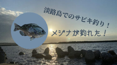 淡路島でサビキ釣り！釣り人に人気なメジナ（グレ）が釣れました！