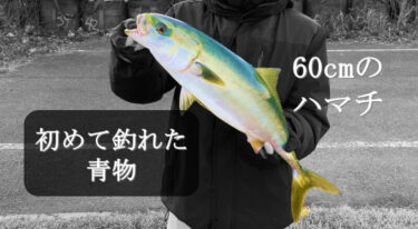 和歌山県の紀の川で青物釣り！アジの泳がせ釣りでブリが釣れた！？