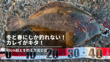 徳島県で40cm超えのカレイが釣れた！エサと仕掛け、釣り方をご紹介！