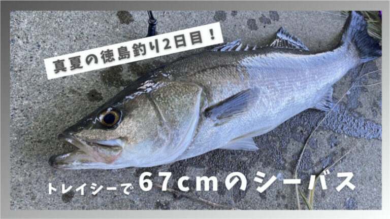 真夏の徳島でシーバス釣り！25gトレイシーで67cmの良型シーバスが釣れました！