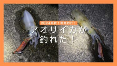 2024年秋！徳島釣行記！アオリイカが釣れました！【後編】