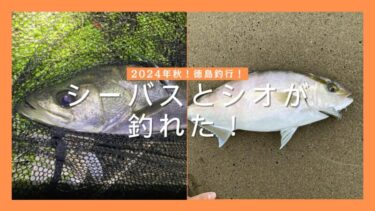 2024年秋！徳島釣行記！シーバスとシオ（カンパチの幼魚）が釣れました！【前編】