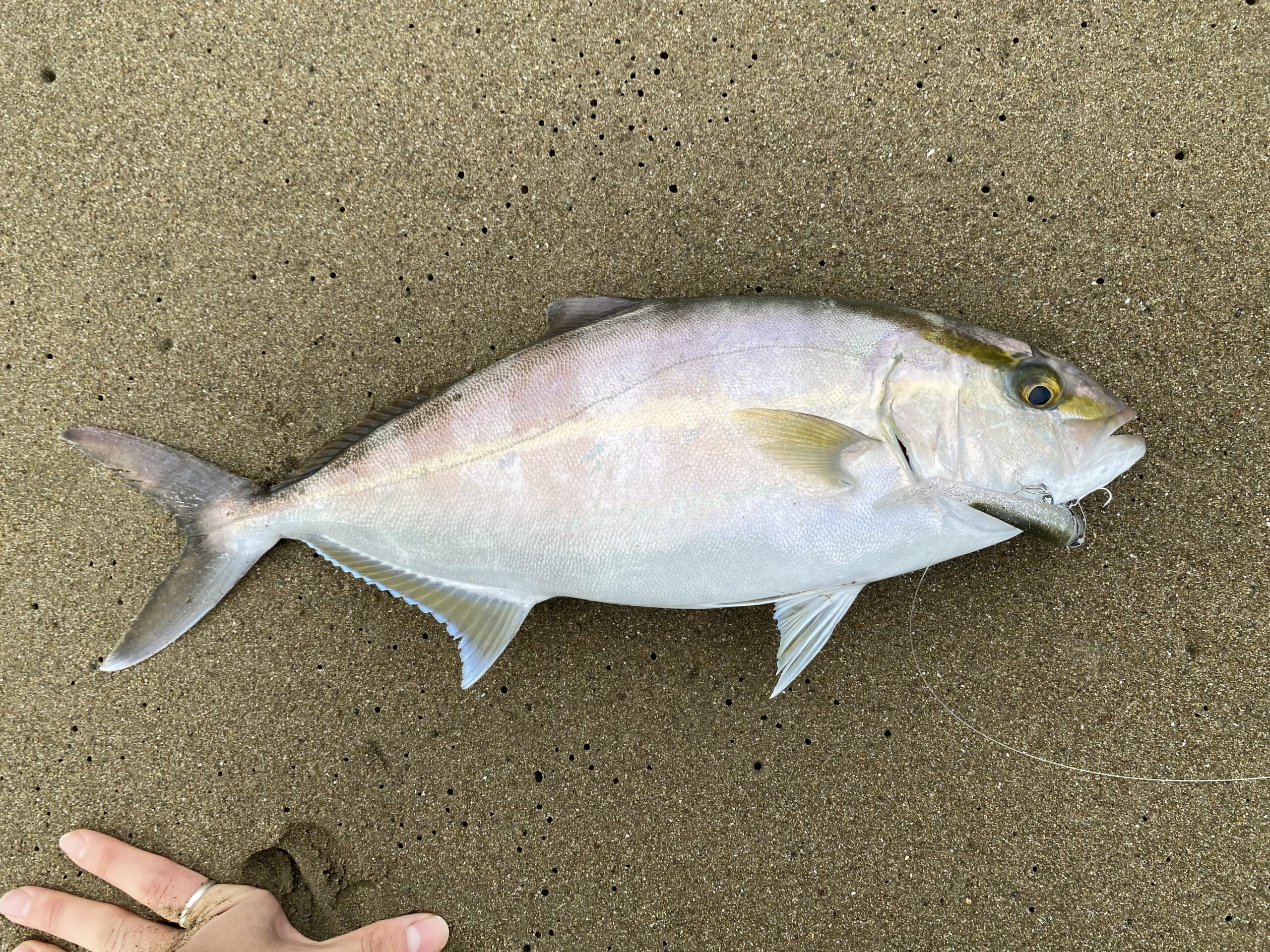 サーフで釣れた40cmのシオ