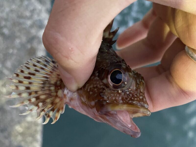 堤防で釣れたカサゴ