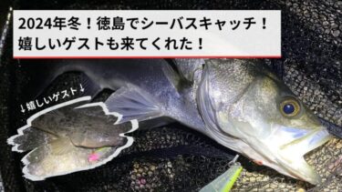 2024年冬！徳島釣行でシーバスをキャッチ！釣れて嬉しいゲスト（マゴチ）も！