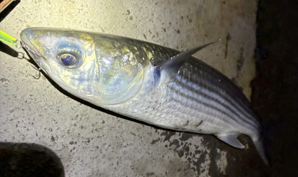 ルアーで釣れたボラ