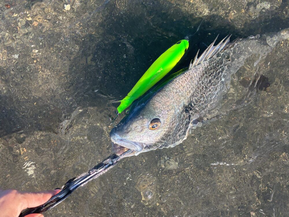 アマゾンペンシルで釣れたクロダイ